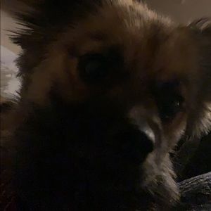 Meet your Posher, Lucas